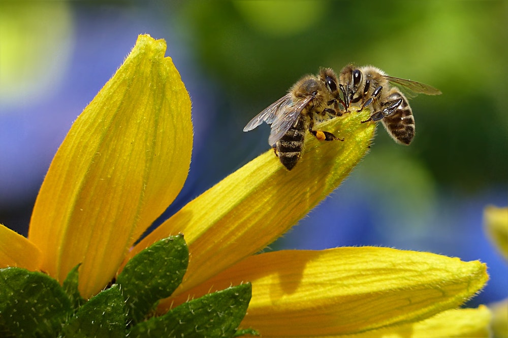 Il veleno delle api uccide le cellule tumorali