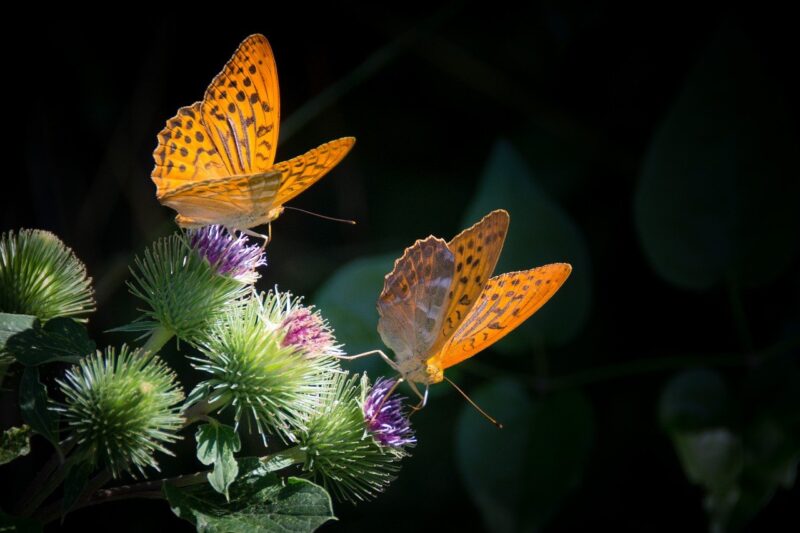 Il battito delle ali di farfalla