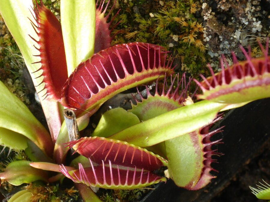 Dionaea muscipula: la venere carnivora