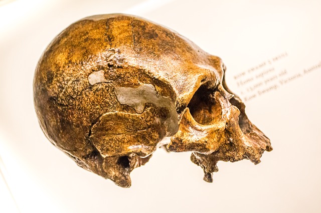 Neanderthal: nuova prospettiva