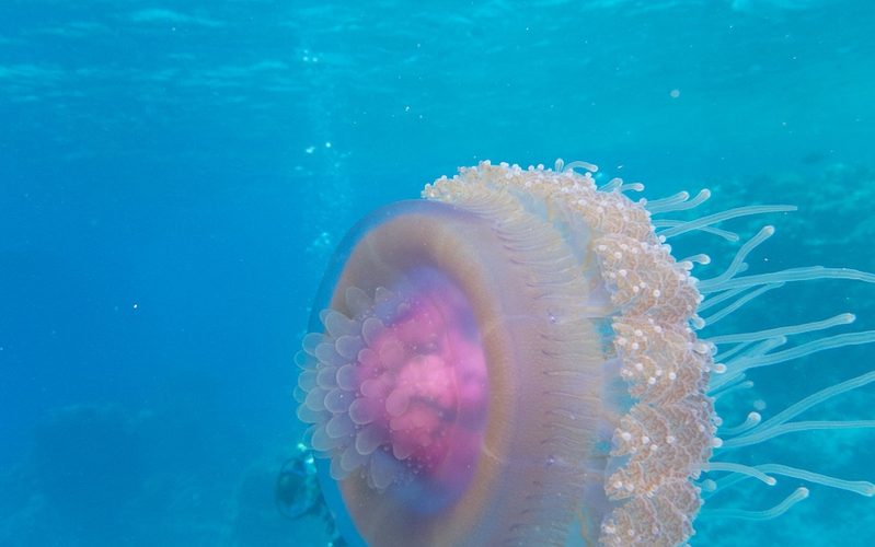 Scoperta una nuova specie di medusa: guarda il Video